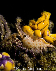 striking colours on a night dive in Bunaken NP by Mona Dienhart 